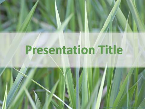 Grasses PowerPoint Template