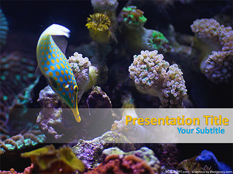Marine Life PowerPoint Template