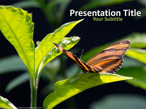 Orange Heliconian Butterfly PowerPoint Template