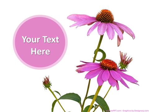Pink Flowers PowerPoint Template
