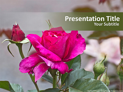 Pink Rose PowerPoint Template