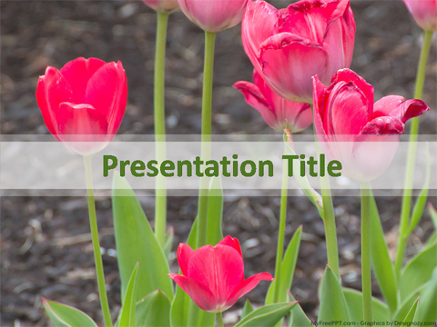 Pink Tulip Flowers PowerPoint Template