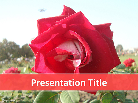 Red Rose Plant PowerPoint Template