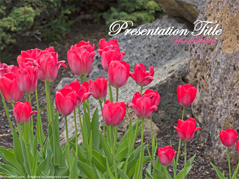 Tulip Flower PowerPoint Template