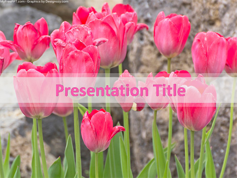 Tulip Flowers PowerPoint Template