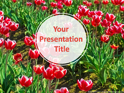 Tulip Flowers PowerPoint Template