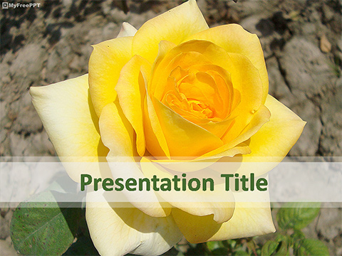 Yellow Rose PowerPoint Template